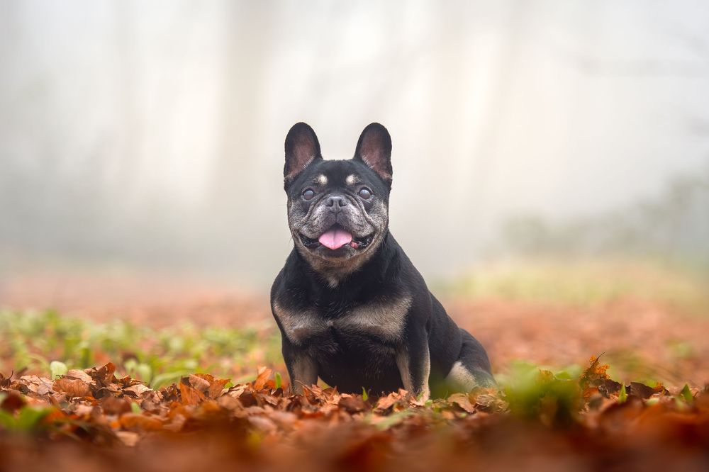 Black French Bulldog sitting in autumn leaves with tongue out, foggy forest background.