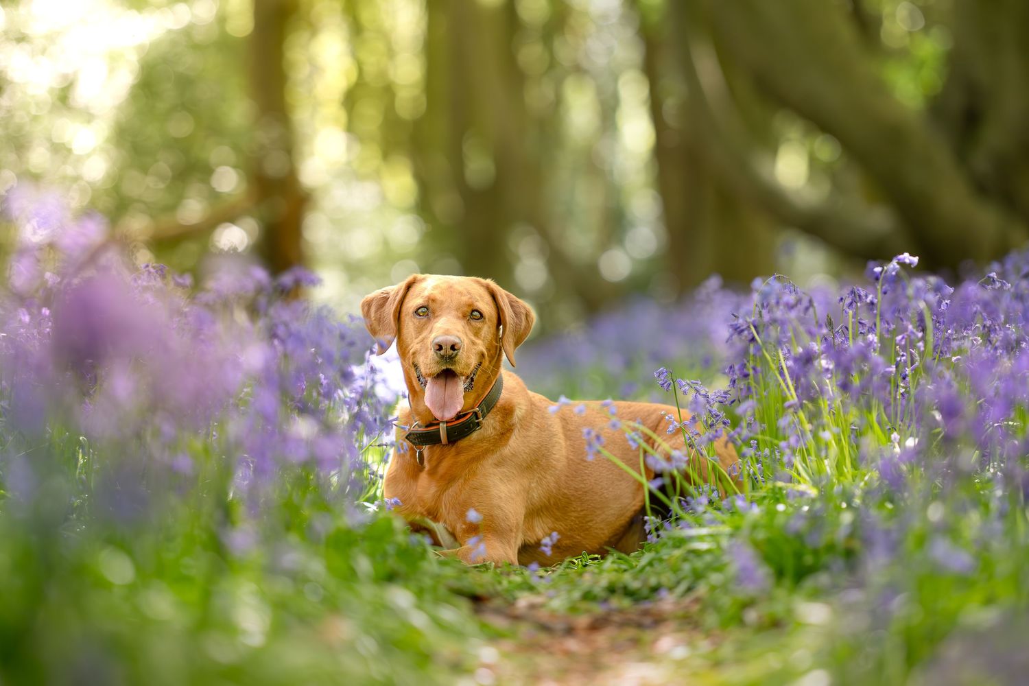 Labrador dog resting among purple bluebell flowers in a sunlit woodland forest setting. Rotherham, Sheffield, South Yorkshire