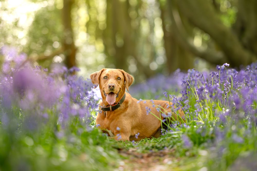 Labrador dog resting among purple bluebell flowers in a sunlit woodland forest setting. Rotherham, Sheffield, South Yorkshire