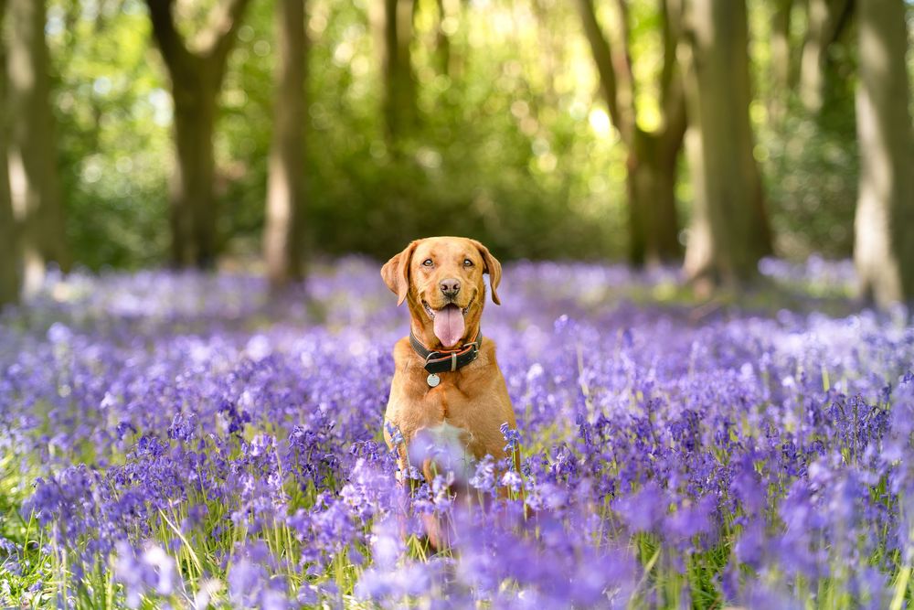 Labrador dog sitting among purple bluebell flowers in a sunlit woodland forest. South Yorkshire, Rotherham, Doncaster, Sheffield, Barnsley