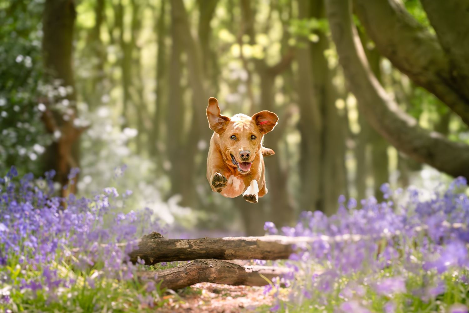 A joyful golden dog leaps over a log in a bluebell forest, surrounded by purple flowers and tall trees. South Yorkshire, Sheffield,