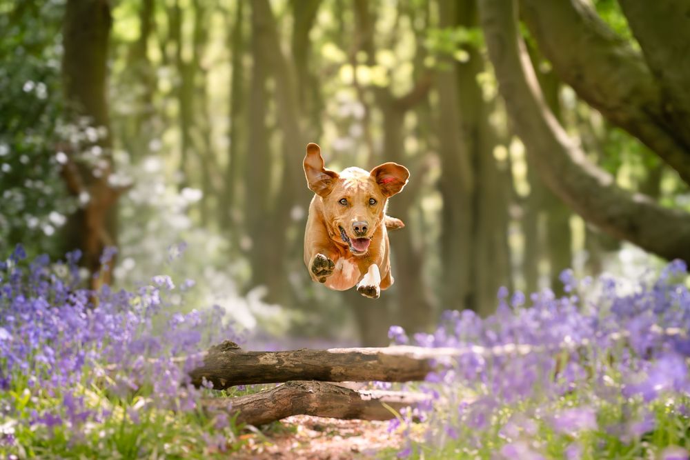 A joyful golden dog leaps over a log in a bluebell forest, surrounded by purple flowers and tall trees. South Yorkshire, Sheffield,