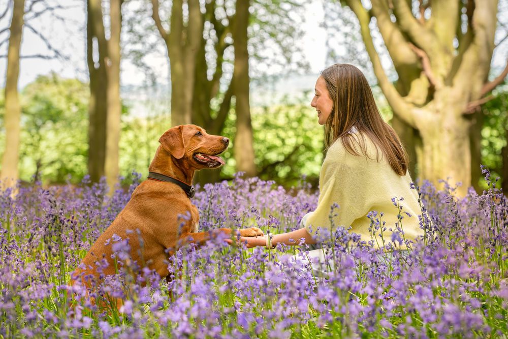 A young woman sits among purple bluebells in a forest, sharing a tender moment with her dog. South Yorkshire, Sheffield, Rotherham, Barnsley