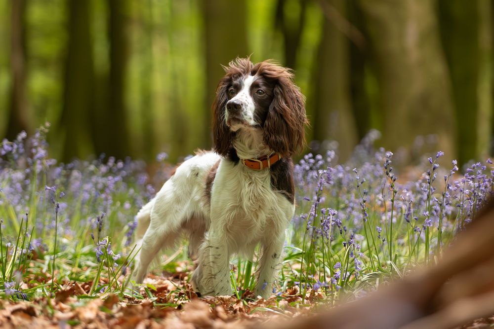 Springer spaniel posing amongst purple wildflowers in a spring woodland setting in Barnsley South Yorkshire
