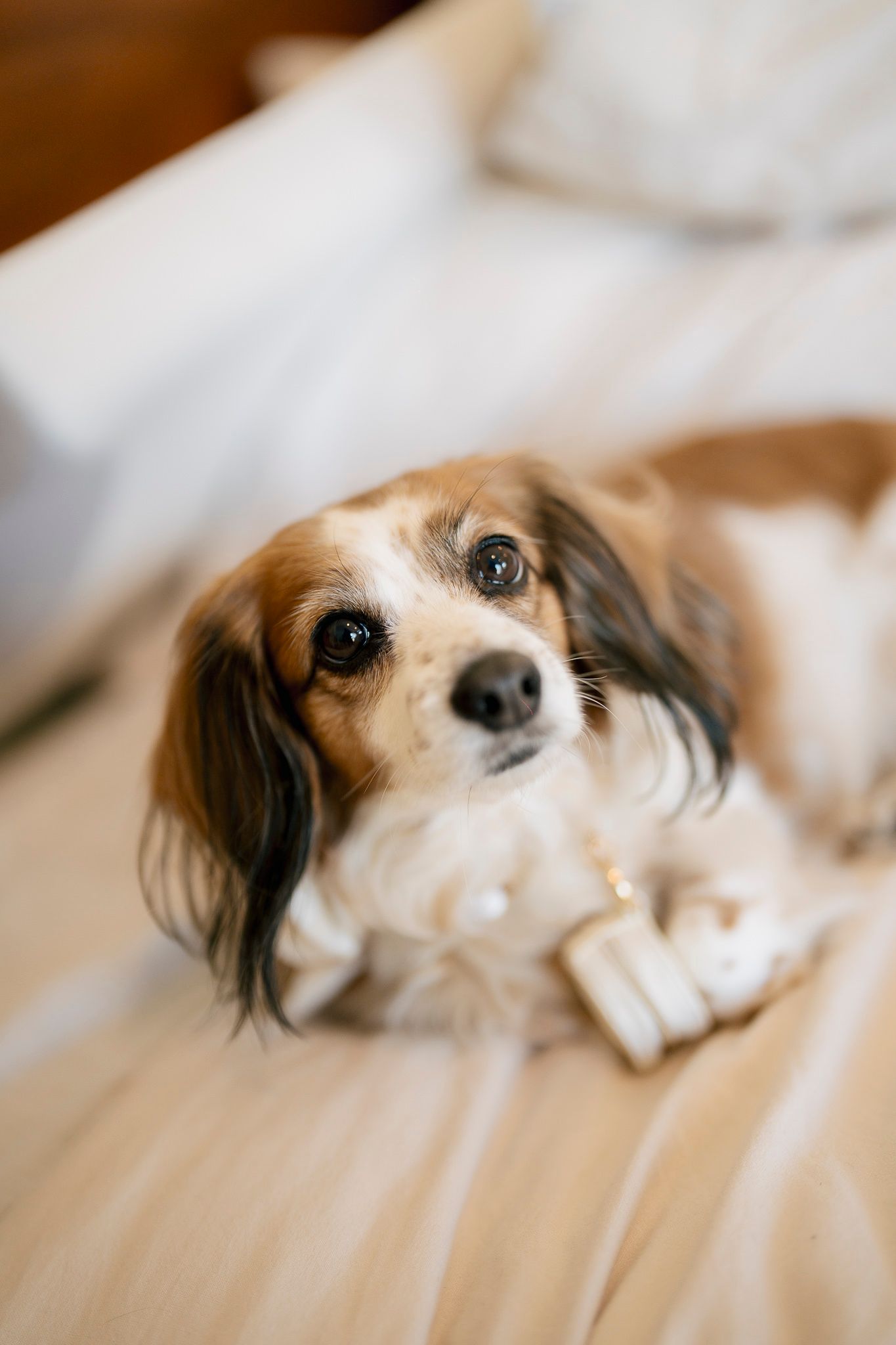 Close-up editorial wedding photo sequence of a Papillon dog captured with different expressions on a light background during a destination