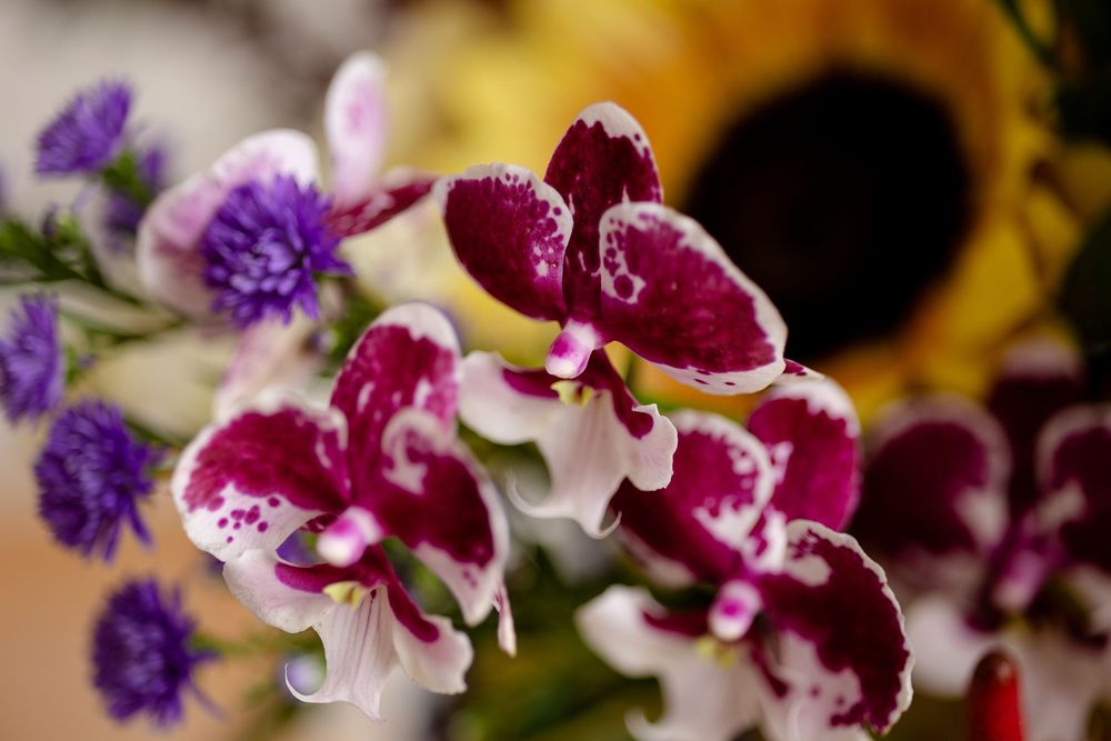 Vibrant purple and burgundy orchids bloom in a delicate display against a blurred background.