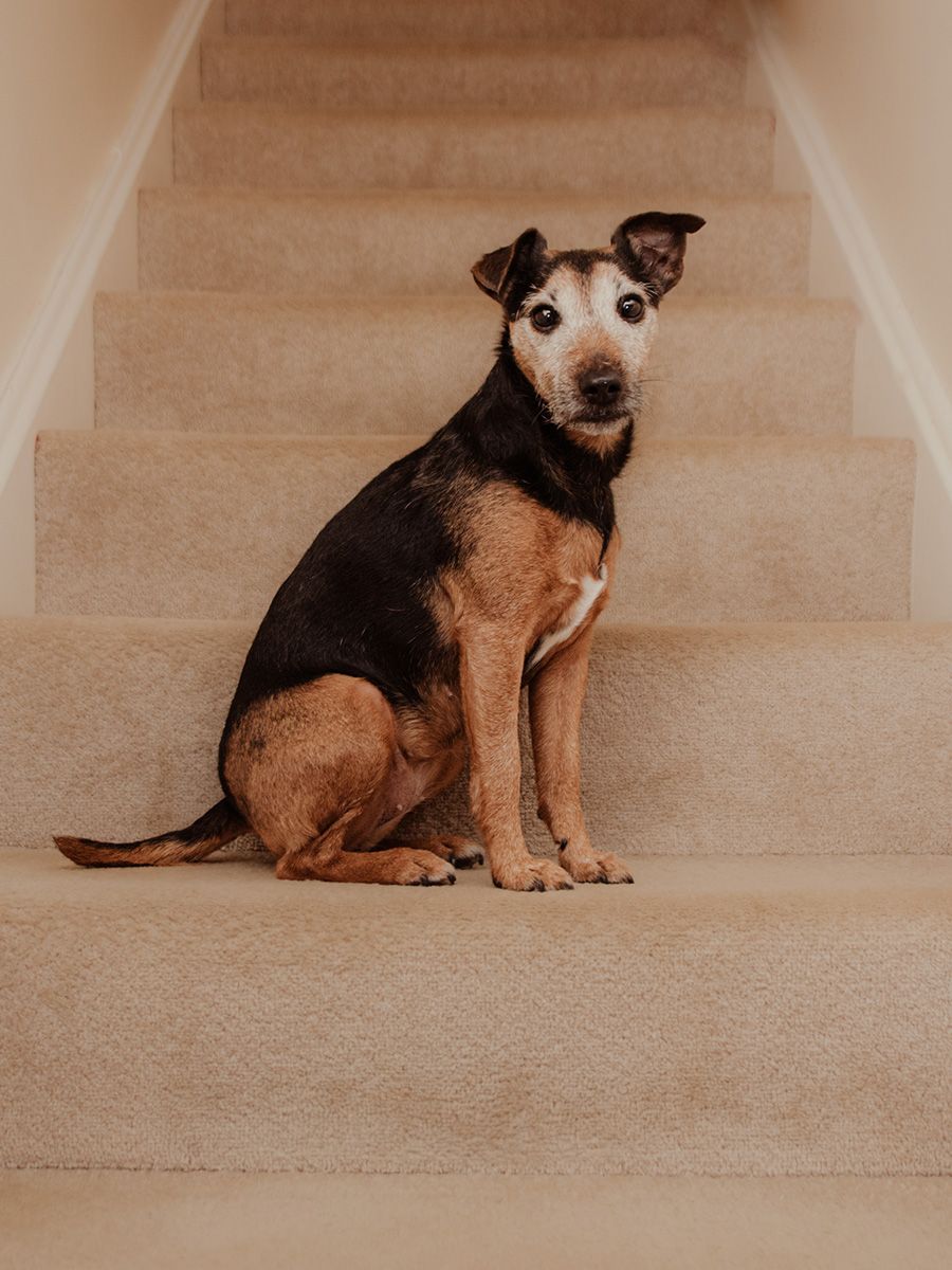 All Scene Images, is a professional outdoor dog photographer based in Harwich, Essex, UK. Gallery