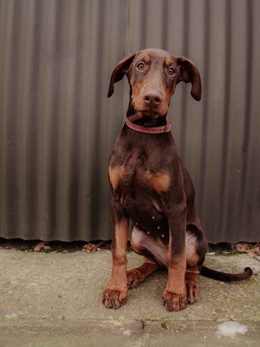 All Scene Images, is a professional outdoor dog photographer based in Harwich, Essex, UK. Gallery