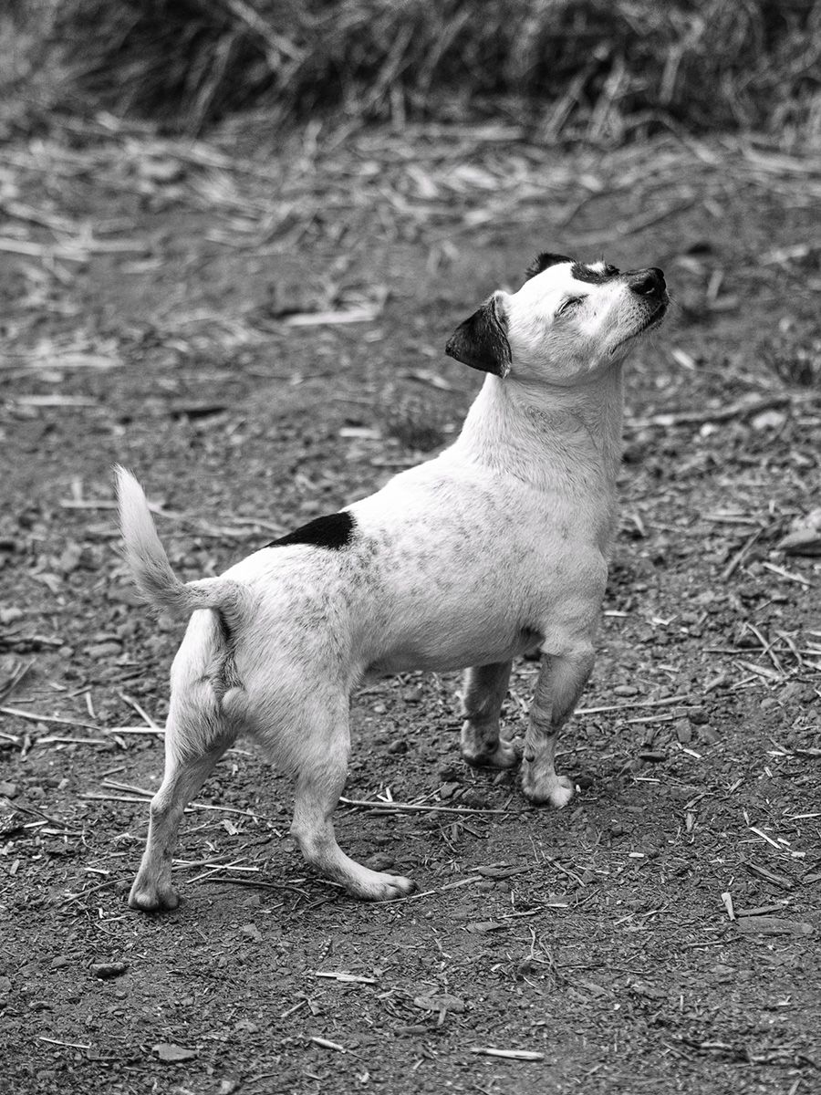 All Scene Images, is a professional outdoor dog photographer based in Harwich, Essex, UK. Gallery