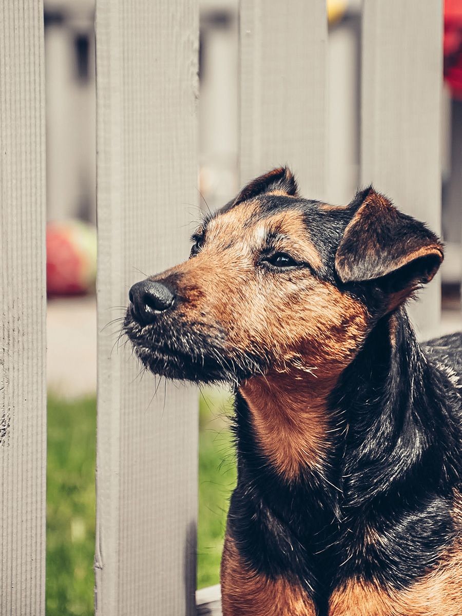 All Scene Images, is a professional outdoor dog photographer based in Harwich, Essex, UK. Gallery