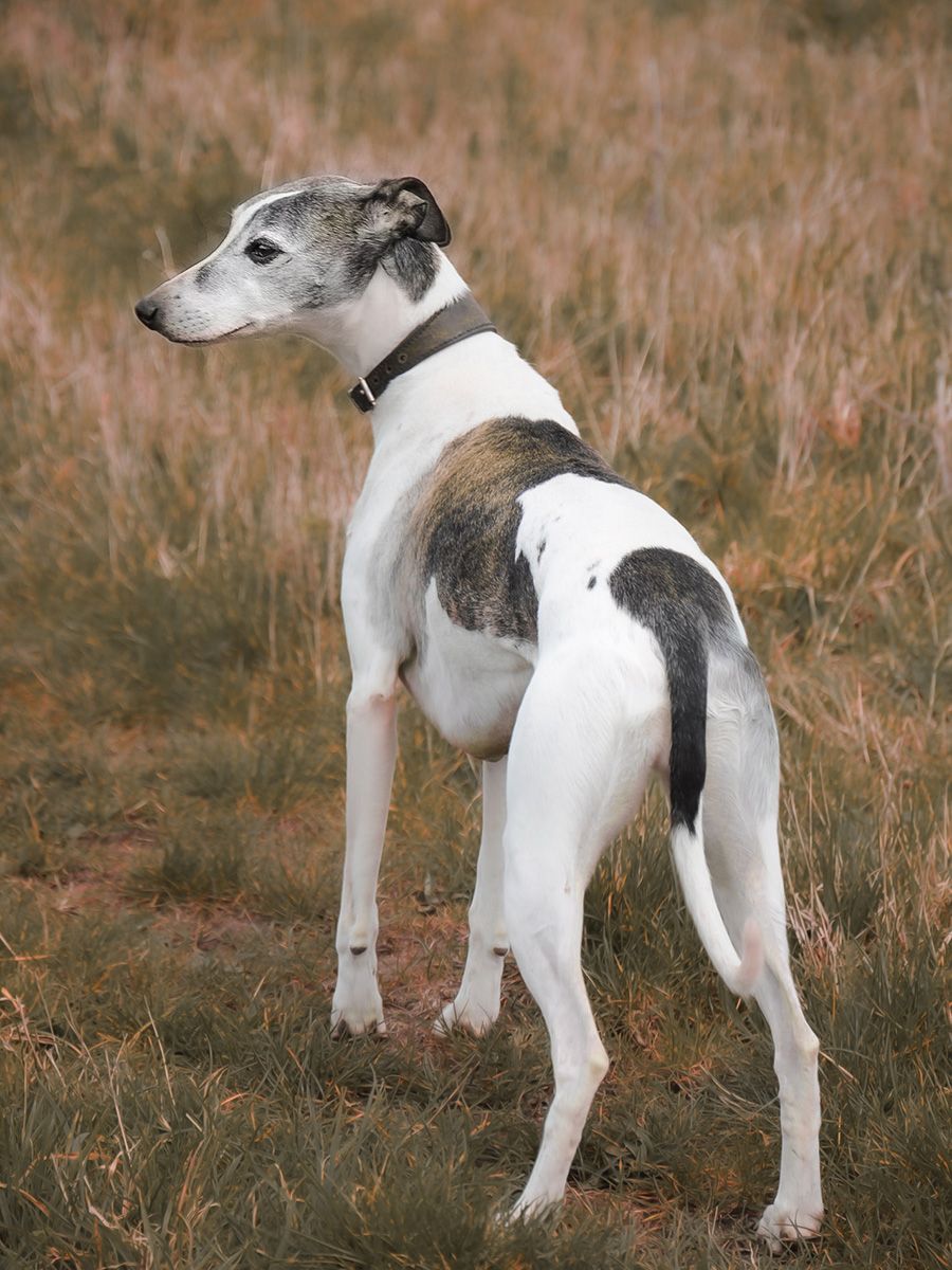 All Scene Images, is a professional outdoor dog photographer based in Harwich, Essex, UK. Gallery