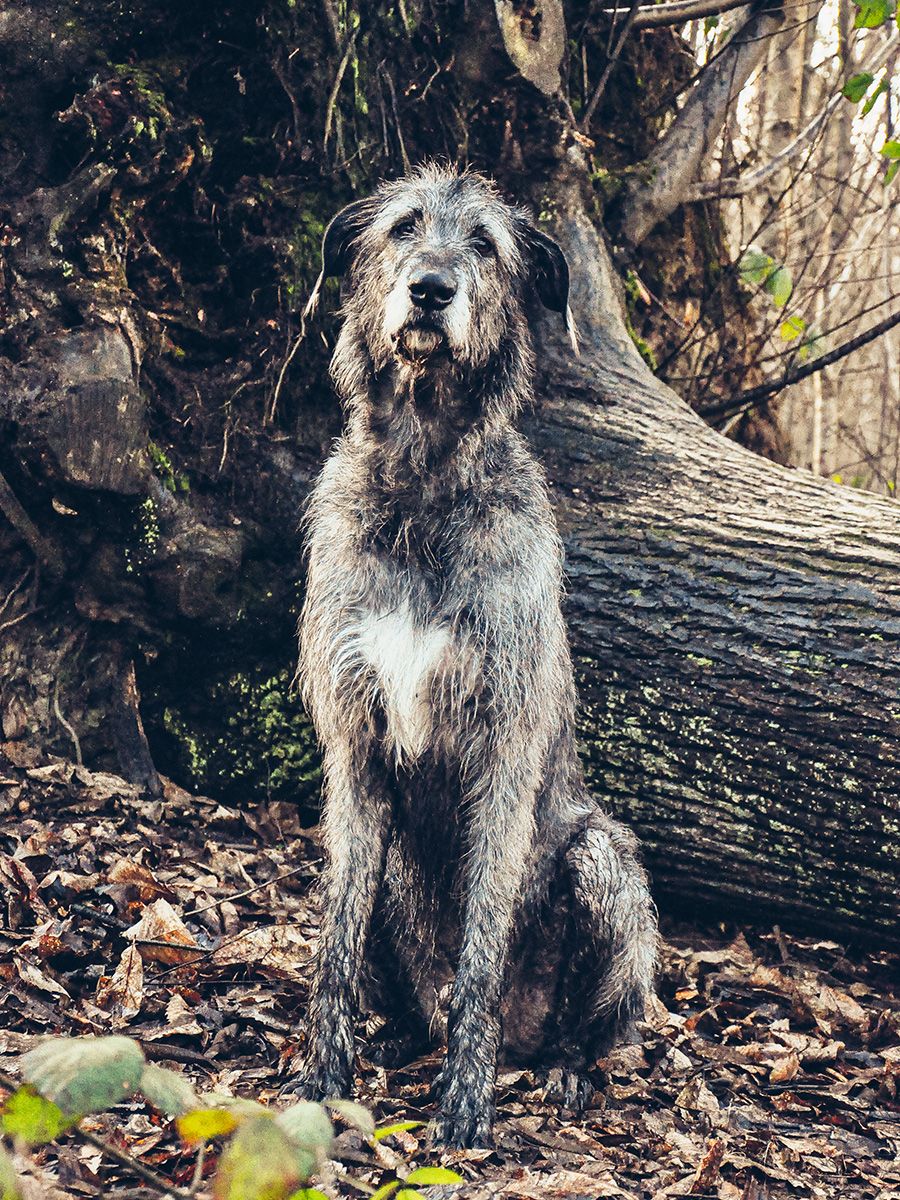 All Scene Images, is a professional outdoor dog photographer based in Harwich, Essex, UK. Gallery