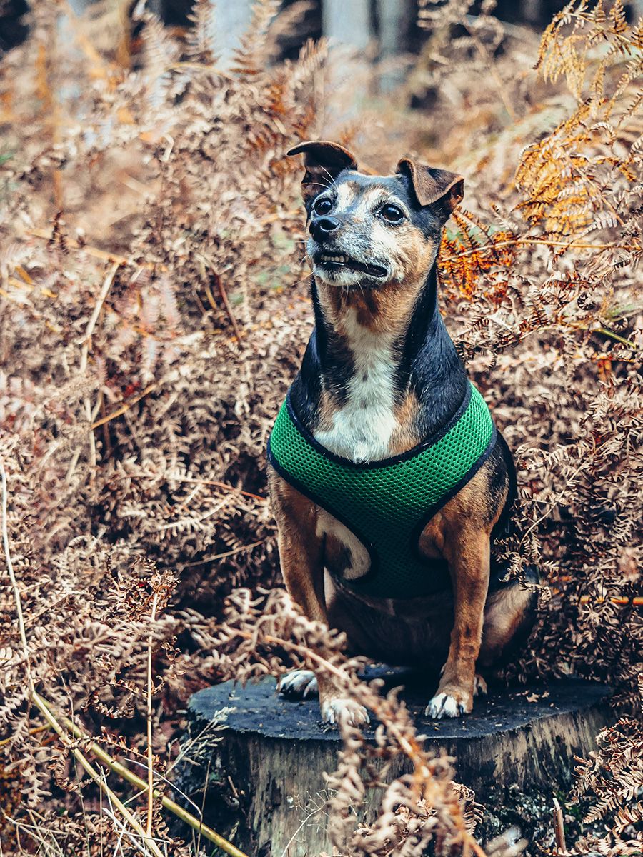 All Scene Images, is a professional outdoor dog photographer based in Harwich, Essex, UK. Gallery