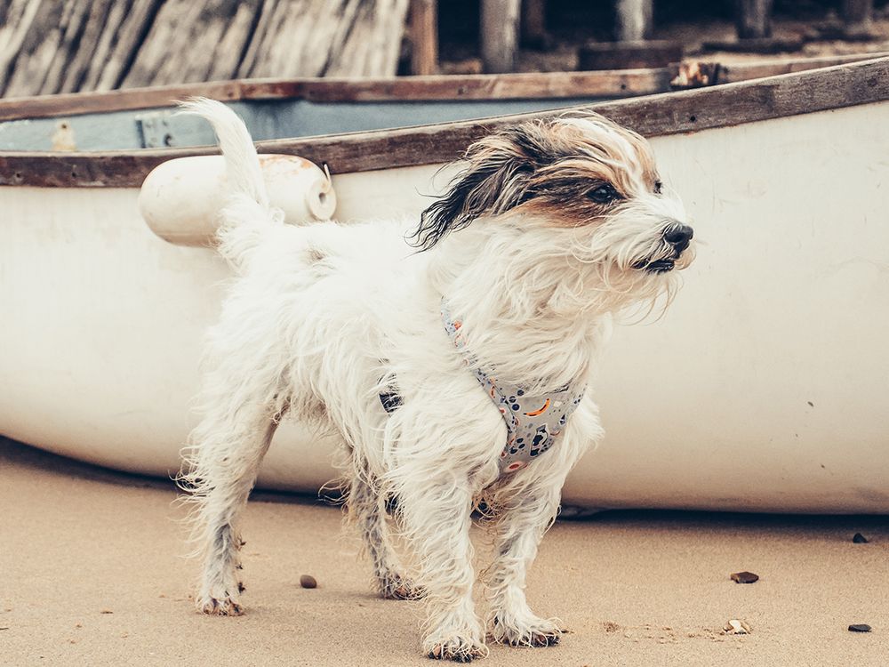 All Scene Images, is a professional outdoor dog photographer based in Harwich, Essex, UK. Gallery