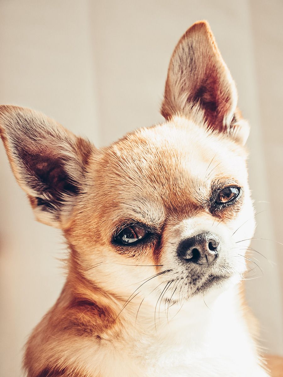 All Scene Images, is a professional outdoor dog photographer based in Harwich, Essex, UK. Gallery