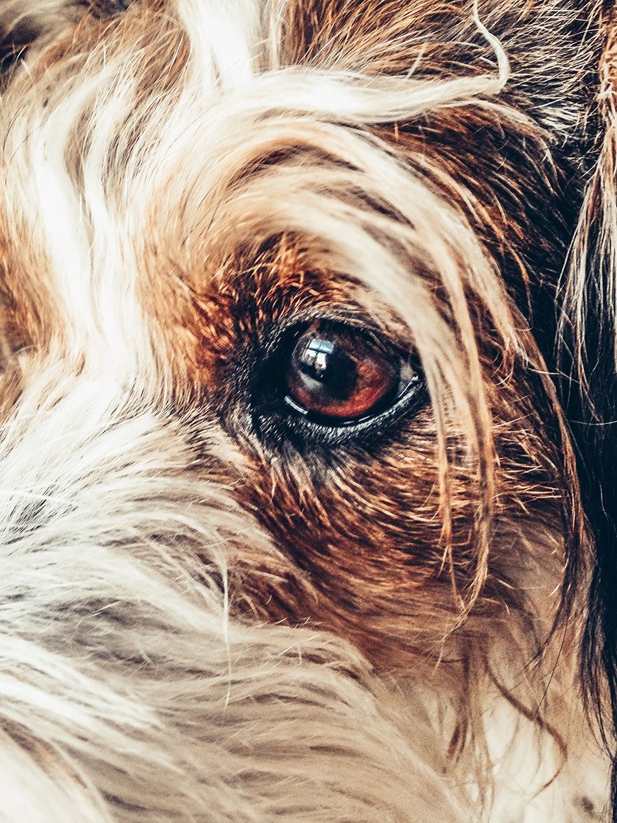 All Scene Images, is a professional outdoor dog photographer based in Harwich, Essex, UK. Gallery