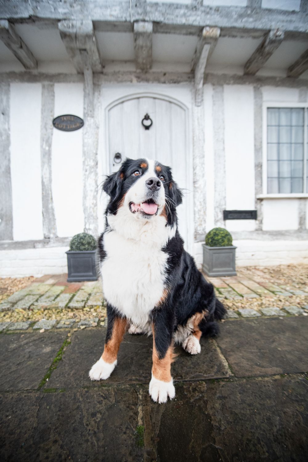 All Scene Images, is a professional outdoor dog photographer based in Harwich, Essex, UK. Gallery