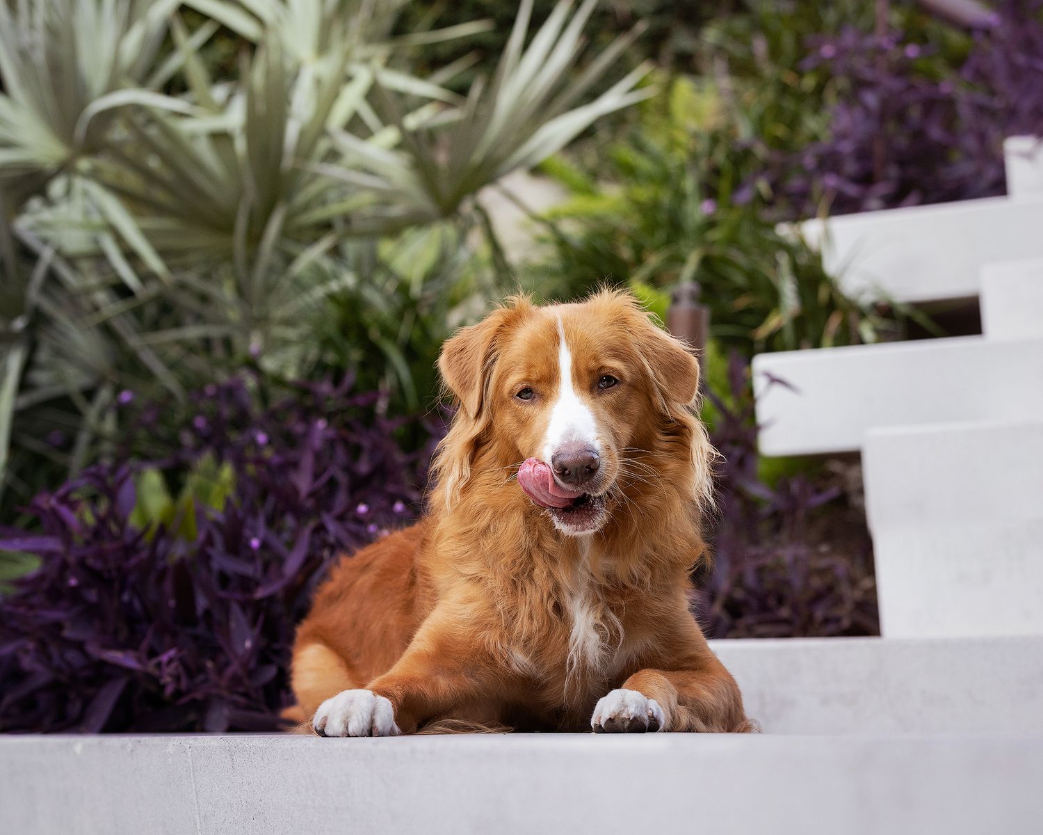 A Nova Scotia Duck Tolling Retriever dog rests on white steps surrounded by purple heart in a garden.