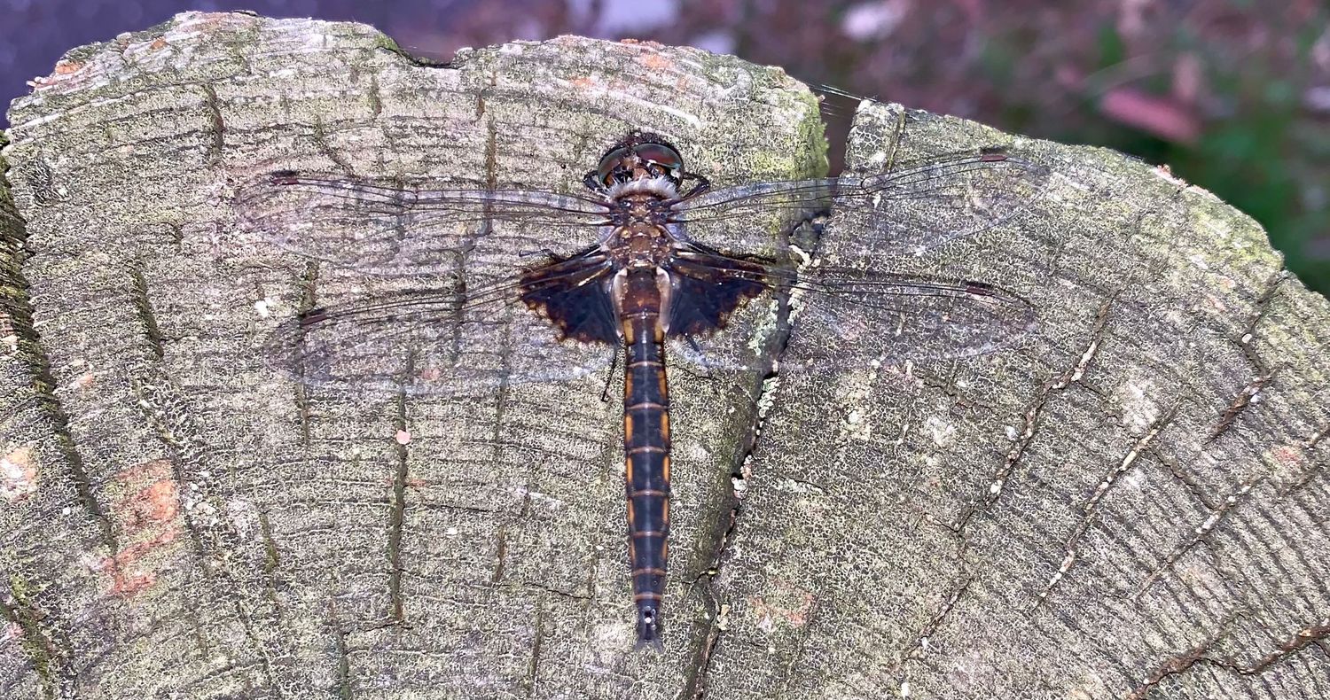 Dragon fly