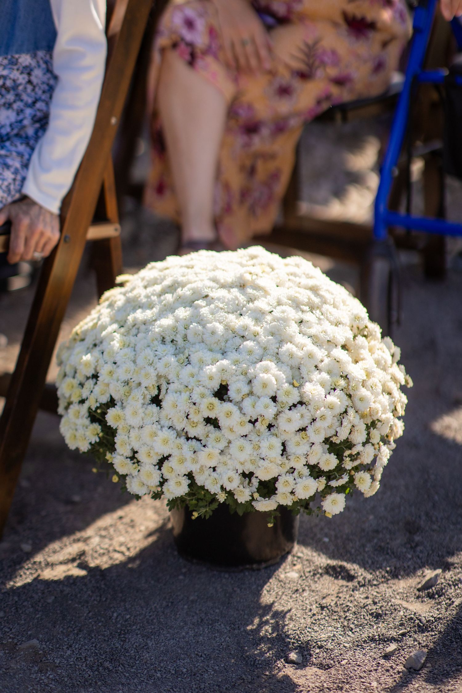 Large arrangement of white chrysanthemums in full bloom displayed outdoors.