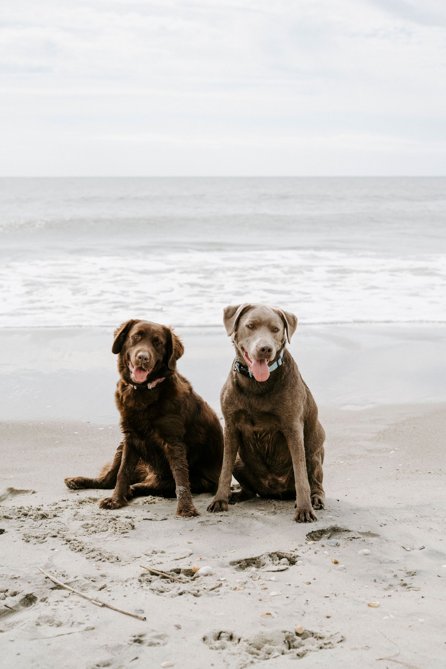 Two chocolate and silver Labrador puppies playing together on a misty beach by the ocean waves.