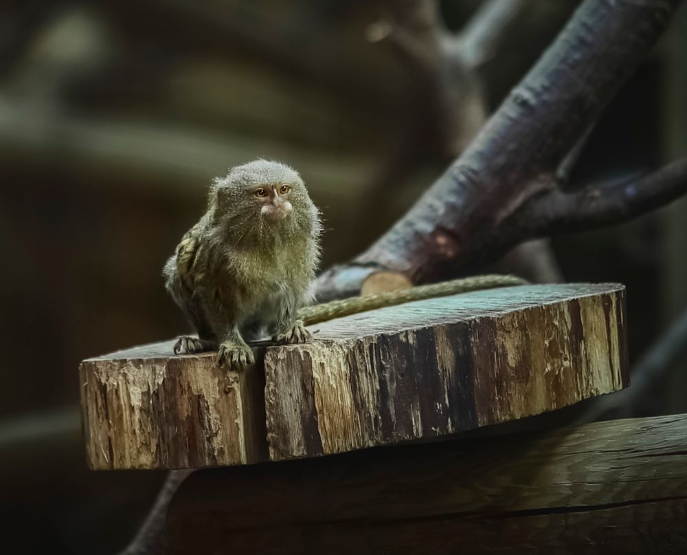 A small brown bird perches on a weathered wooden stump in a dark forest setting.