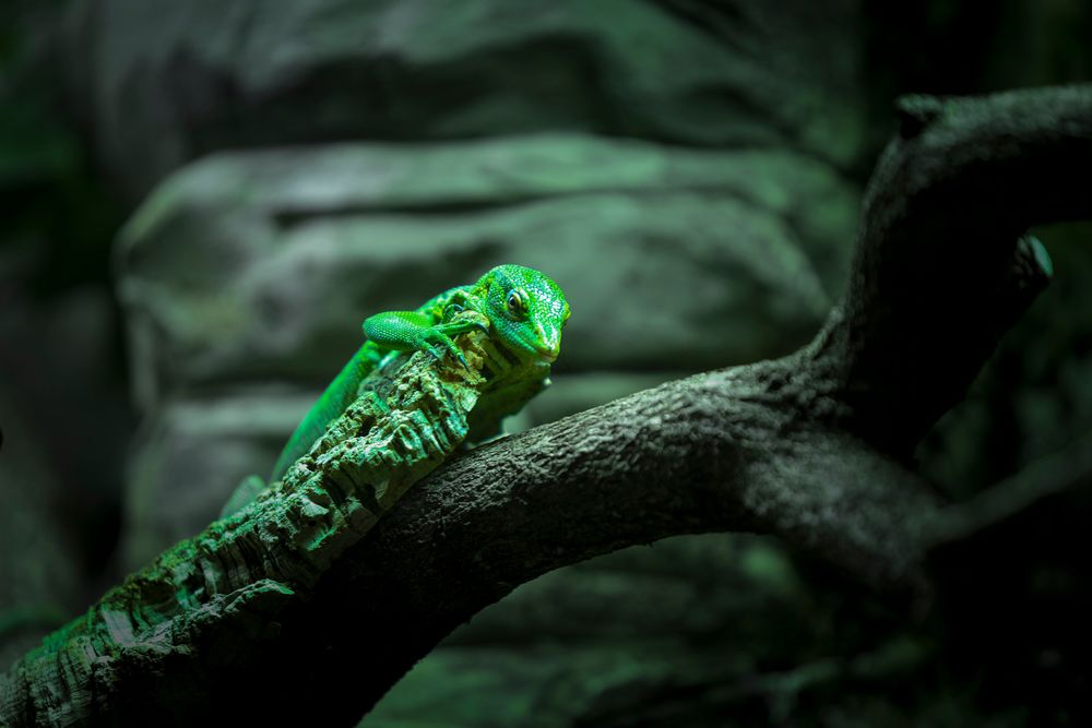A small green lizard perches on a dark branch against a blurred forest background.