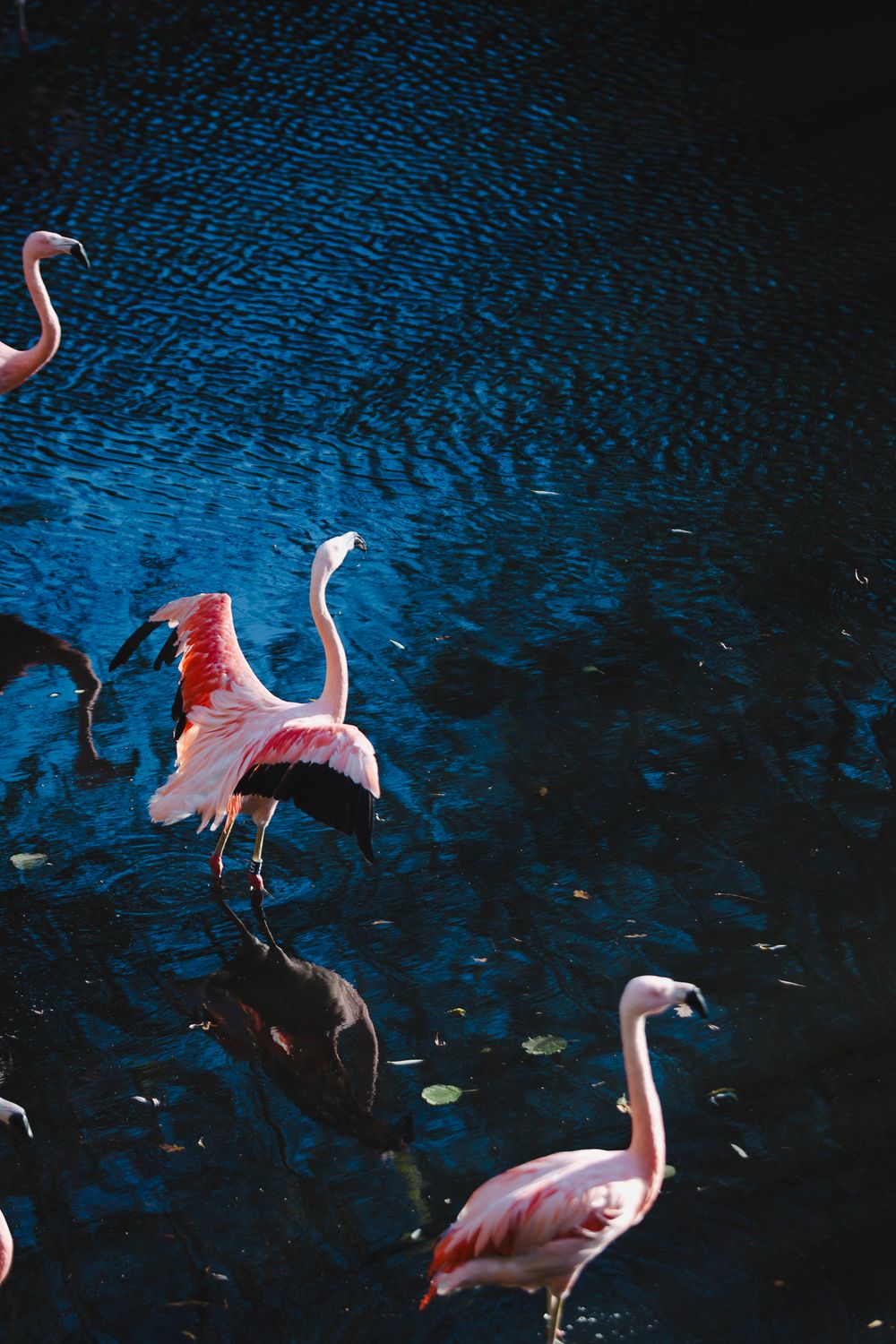 Pink flamingos stand gracefully in dark blue water, creating a striking contrast with their vibrant feathers.