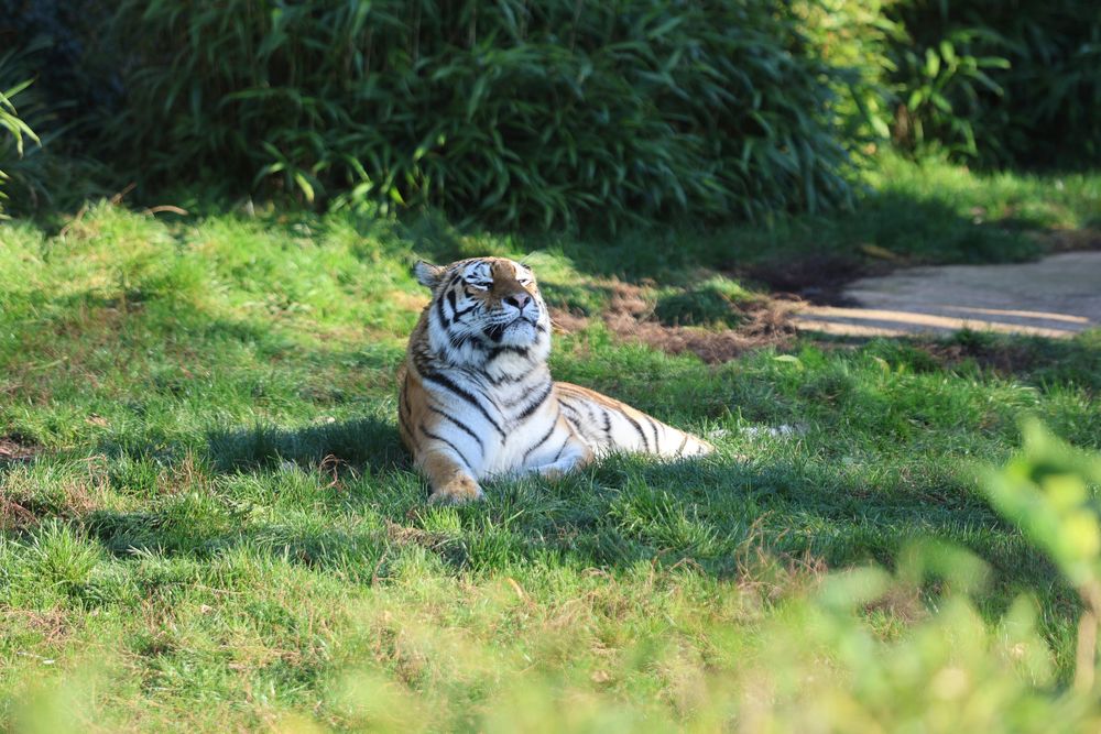 A white tiger lounges in the grass on a sunny day at a wildlife sanctuary.