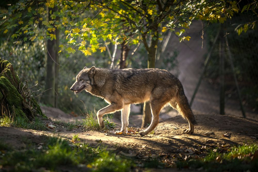 A gray wolf walks through a sunlit forest path with dappled light filtering through autumn leaves.