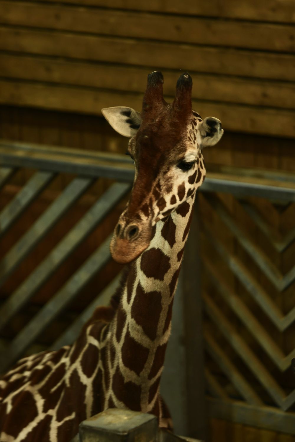 Close-up portrait of a giraffe's head showing its distinctive spotted pattern against a dark background.