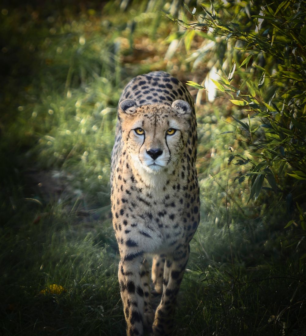 A majestic spotted cheetah moves through lush green foliage in a wildlife setting.