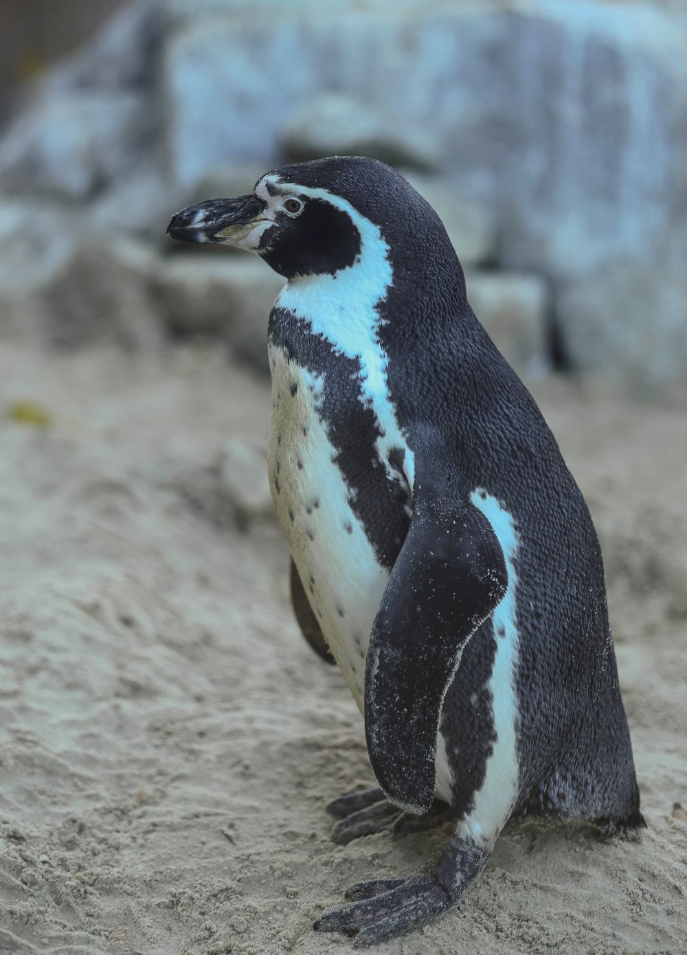 A sequence of African penguins resting on sandy ground showing their distinctive black and white coloring and posture.