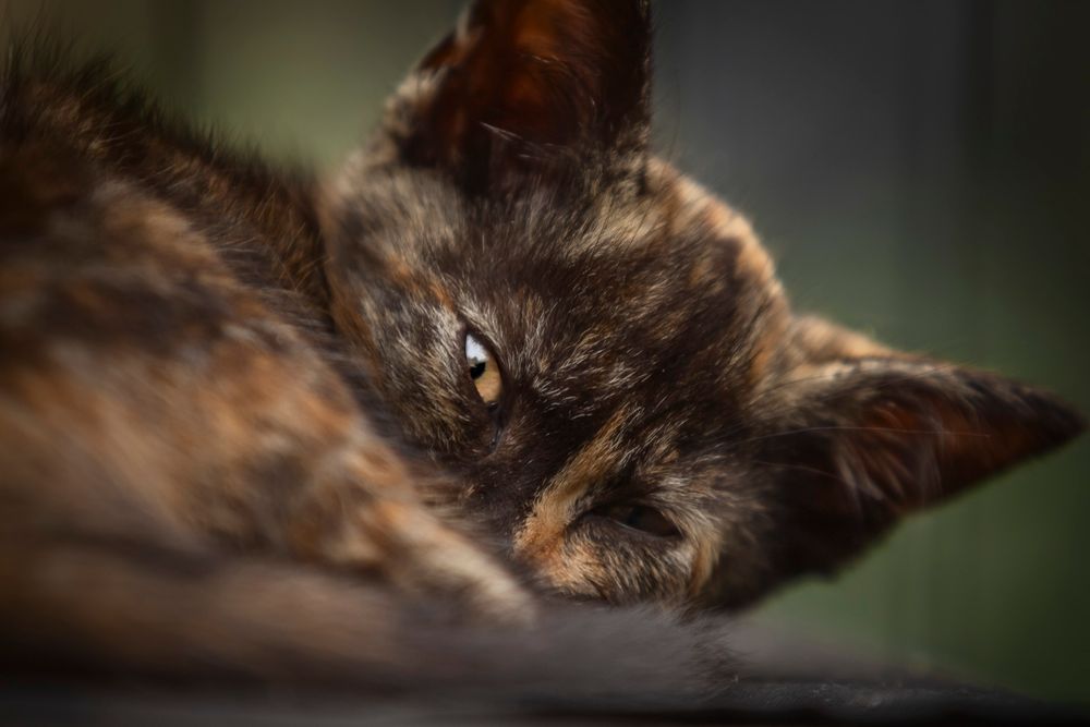 A close-up view of a brown tabby cat's face with eyes closed in a peaceful expression.