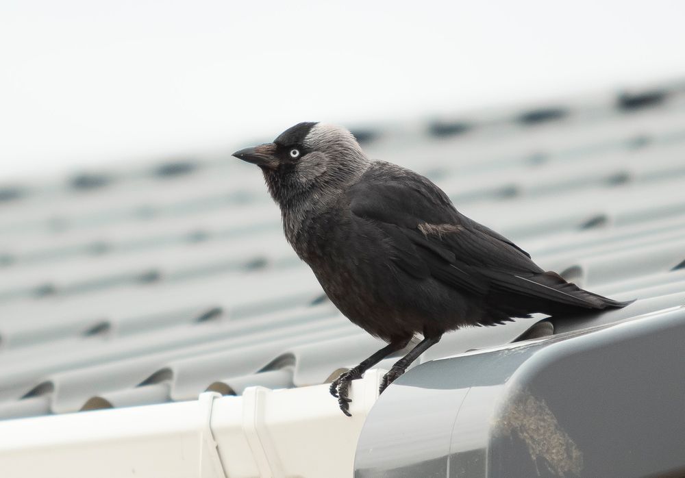 Jackdaw perched on a white surface looking sideways against a blurred background.
