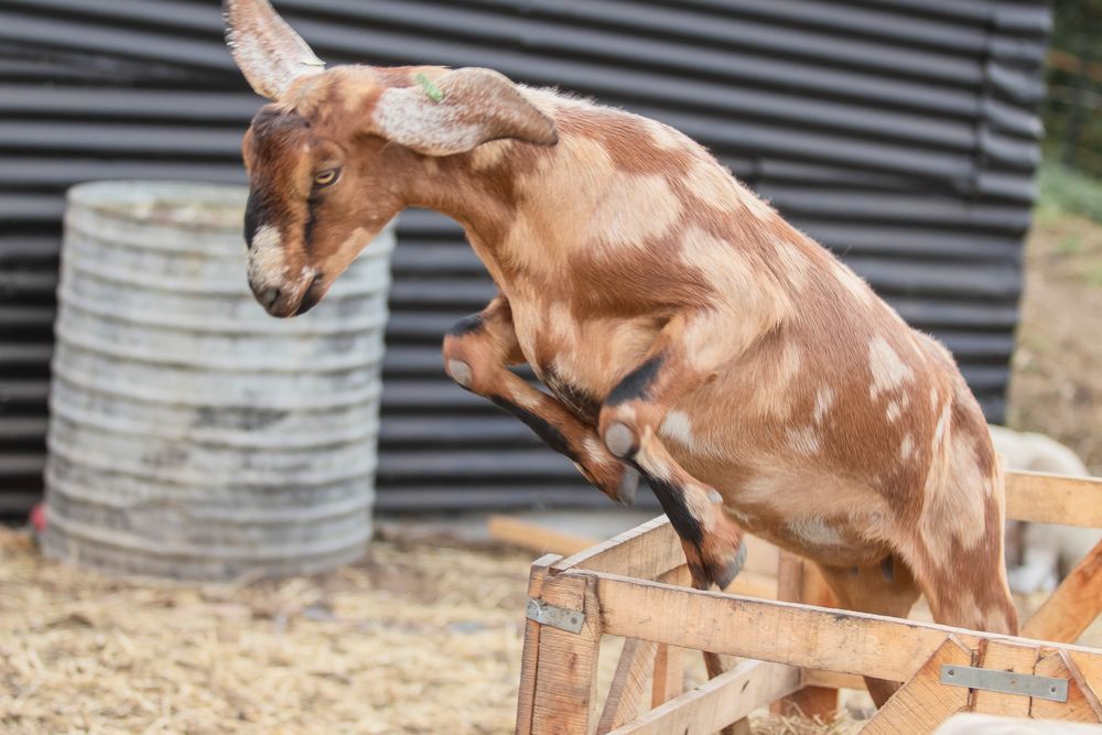 A brown dachshund dog leaps gracefully over a series of wooden agility jumps during training or competition.