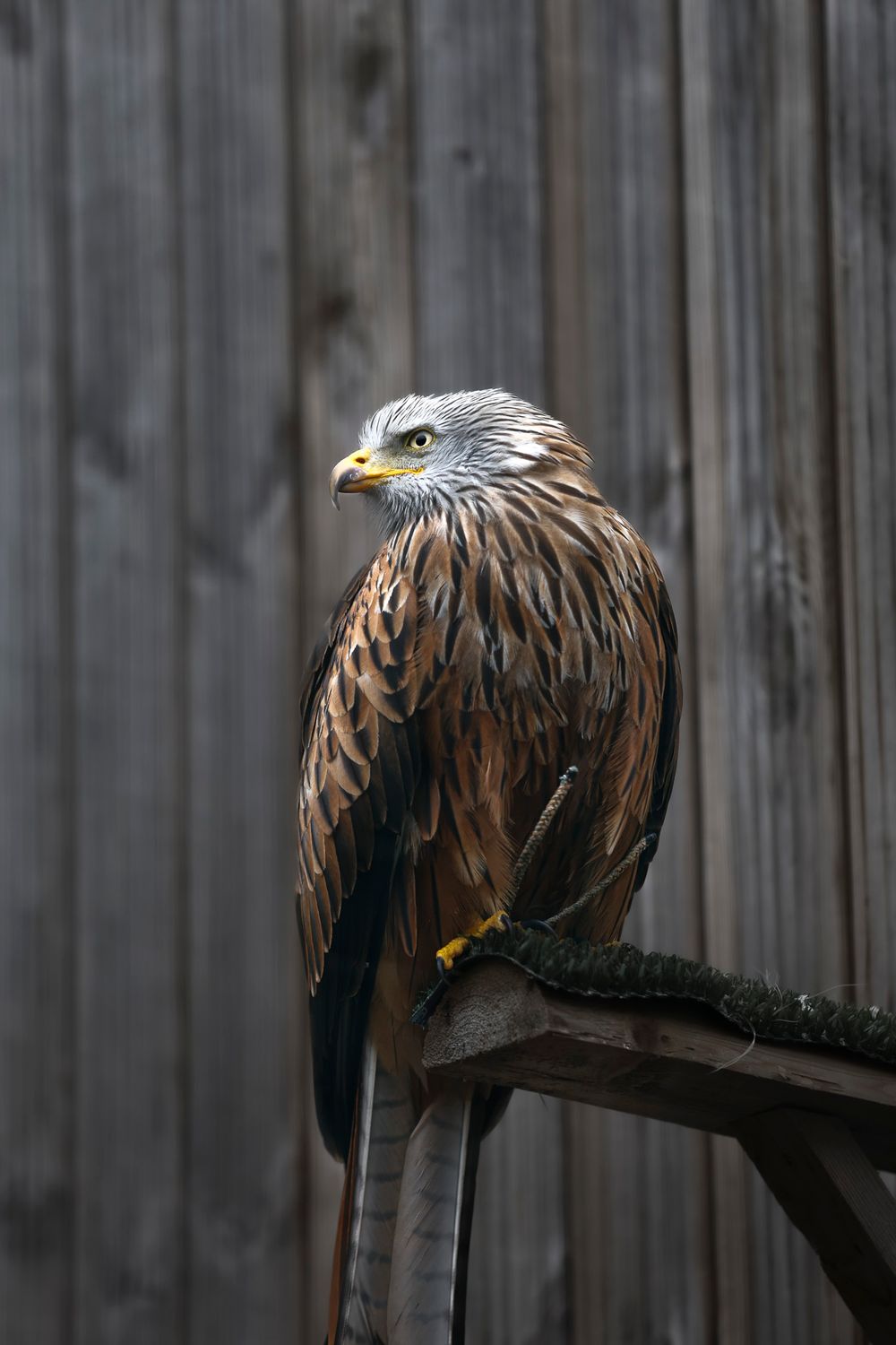 A majestic red kite bird with brown feathers and white head perches on a wooden branch against a gray wooden background.