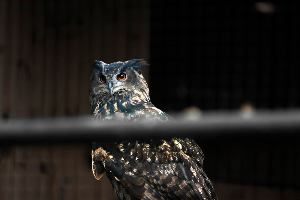 A great horned owl perches alertly with its distinctive ear tufts visible against a dark background.