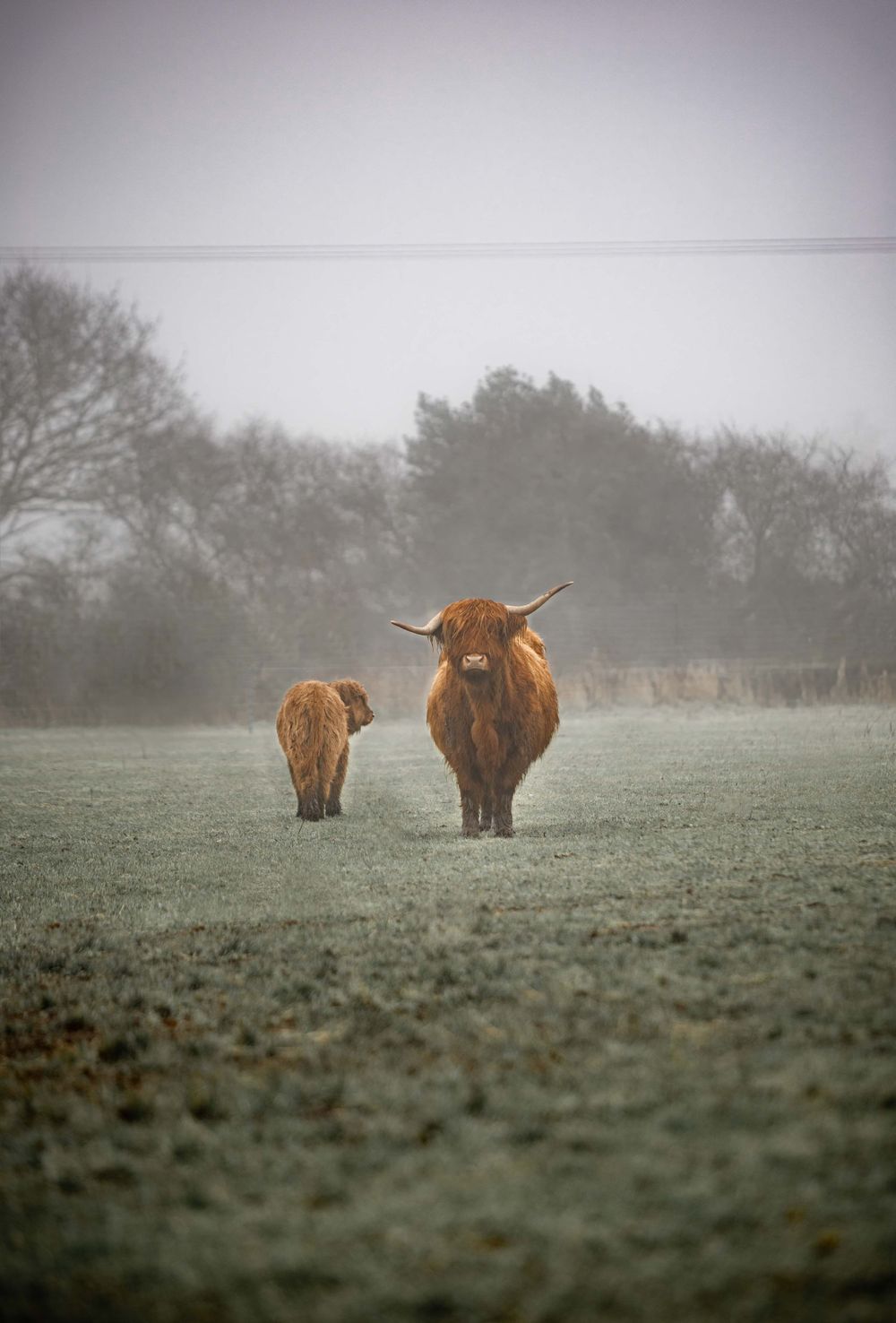 Highland cattle graze in a misty field on a foggy morning, creating a moody atmospheric scene.