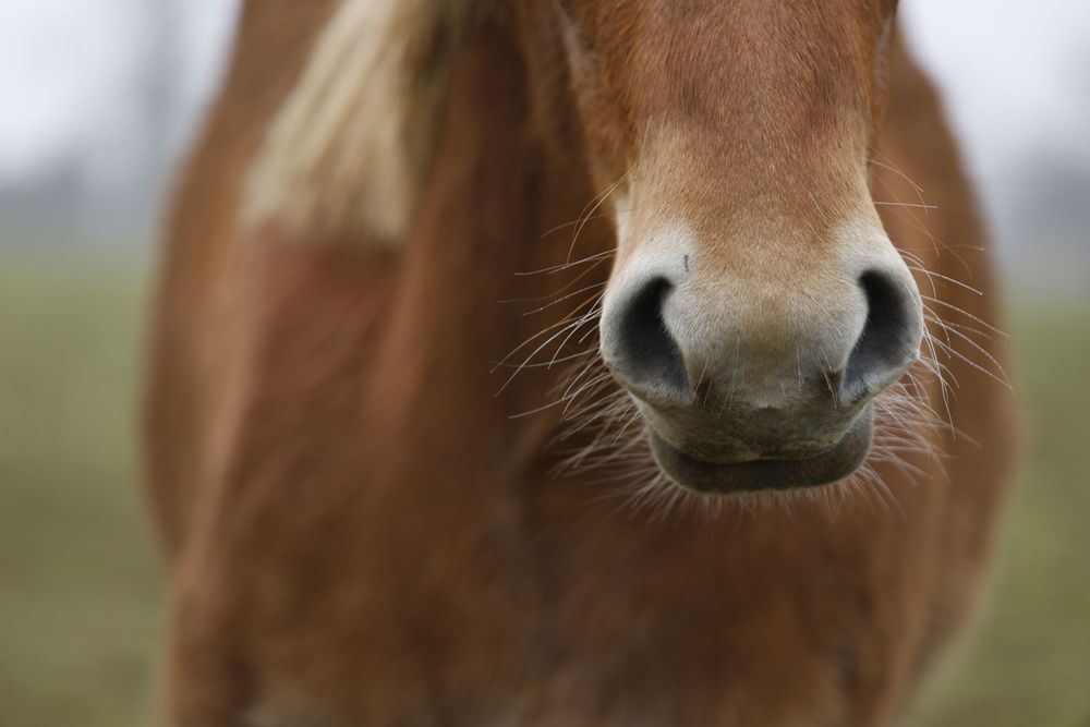 Close-up view of a brown horse's nose and nostrils against a blurred natural background.