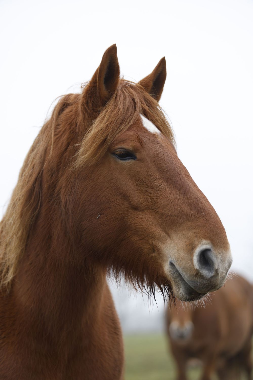 Three brown horses standing together in a field with their heads in profile against a soft blurred background.