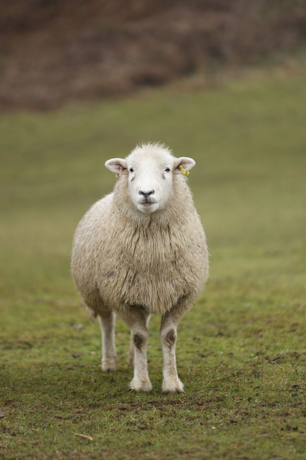 Fluffy white sheep standing on grass field looking directly at camera with curious expression.