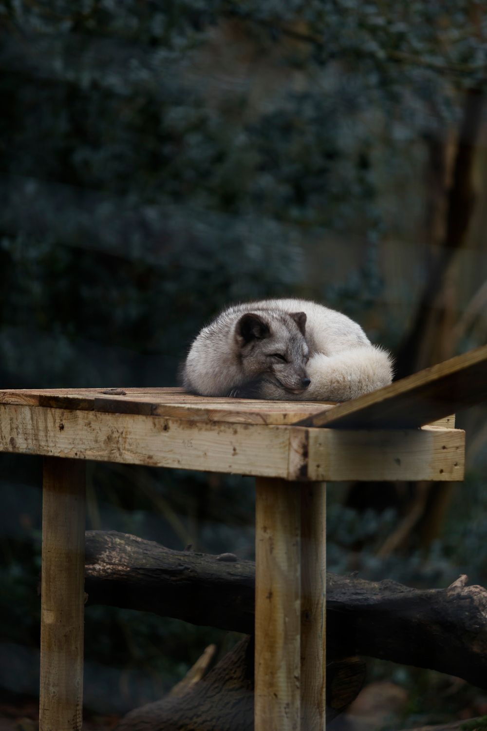 A sleeping gray cat rests peacefully on a wooden platform in a dark environment.