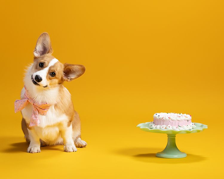 Corgi puppy sits beside a birthday cake on a mint green pedestal against a vibrant yellow background.