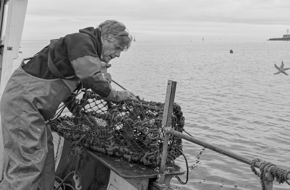 A fisherman in waders pulls up a lobster trap from the ocean onto a boat while working at sea.