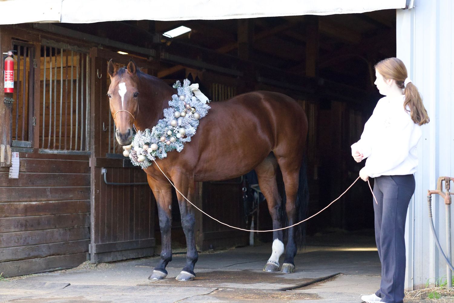 Raw image taken for a black background equine portrait before photoshop editing Copyright Amanda Barr Photography