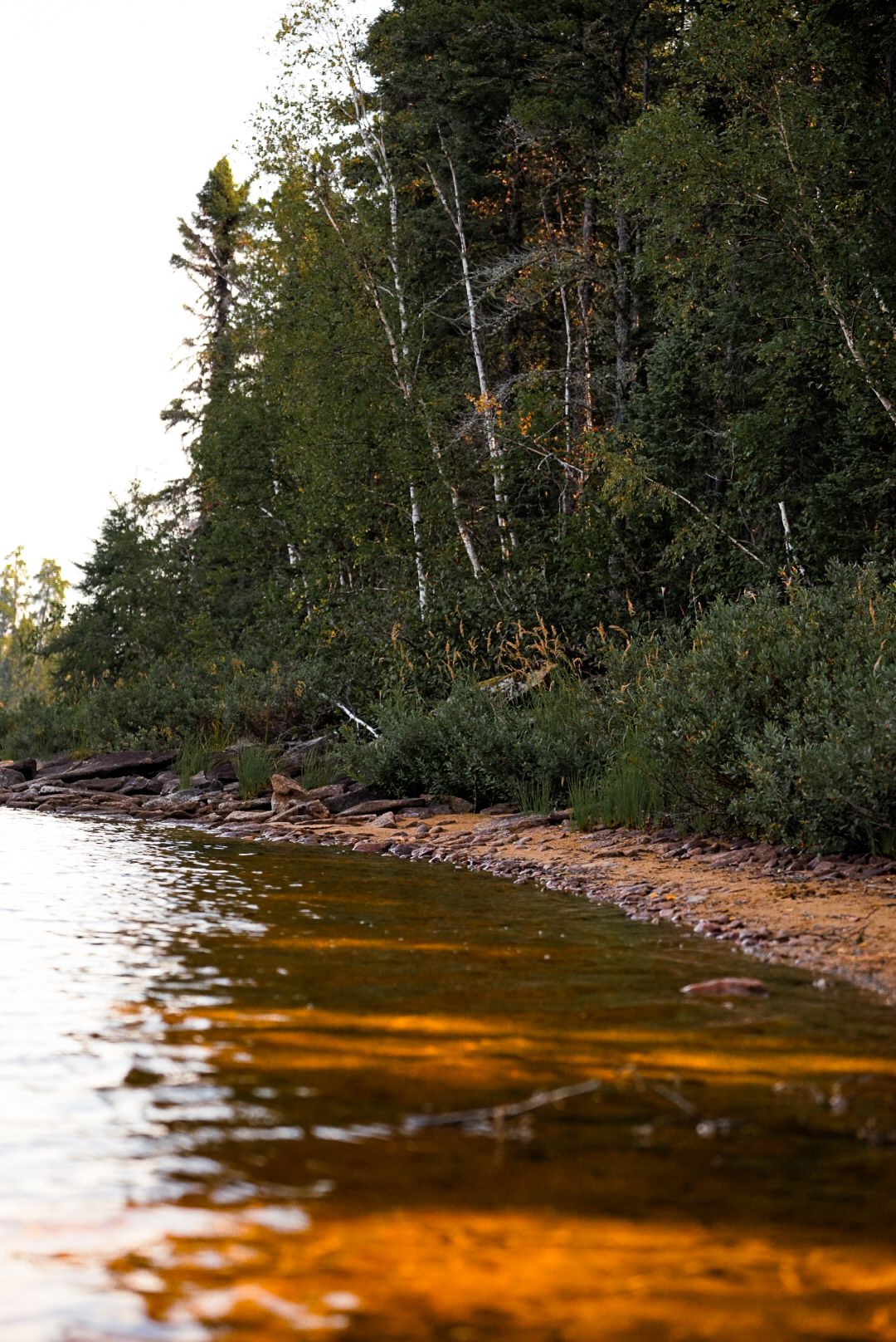 Rocky shoreline with pine trees reflects golden sunlight on calm lake waters.