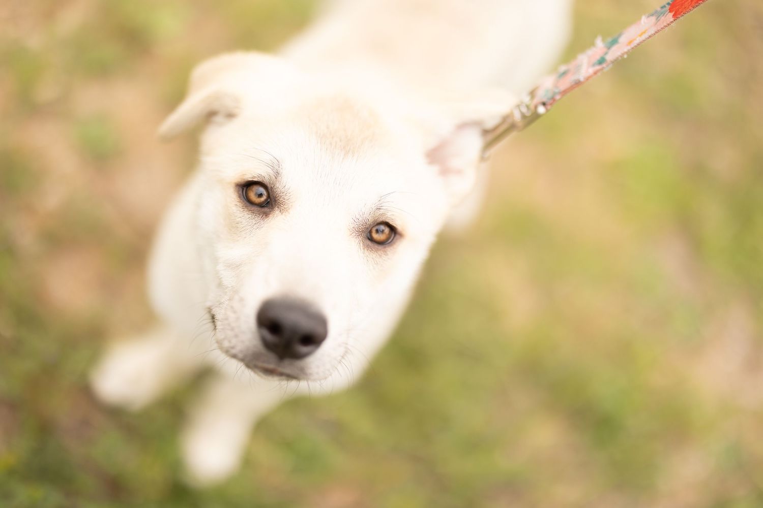 Close-up photo of a white dog with a happy expression looking up at the camera while holding a rope toy.
