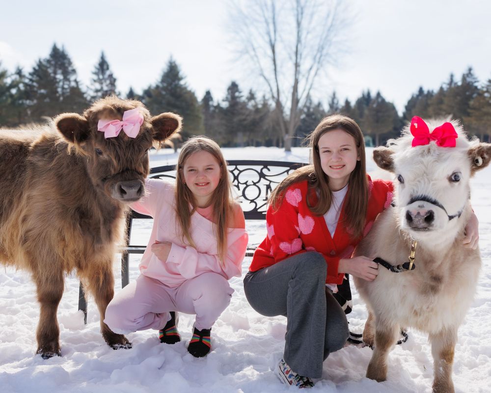 Two companions pose in snowy scene with a brown miniature cow and white dog wearing festive pink and red bows.
