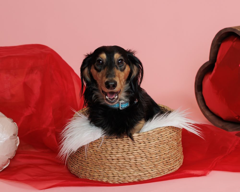 Happy black and brown dachshund dog sitting in a straw hat with white fur trim against pink background with heart decor.